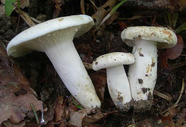 Funghi di frontiera